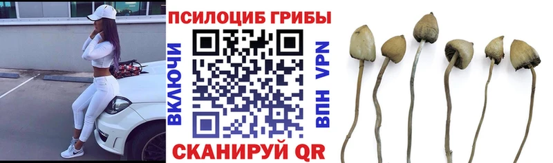Псилоцибиновые грибы Cubensis  где можно купить   Мегион 